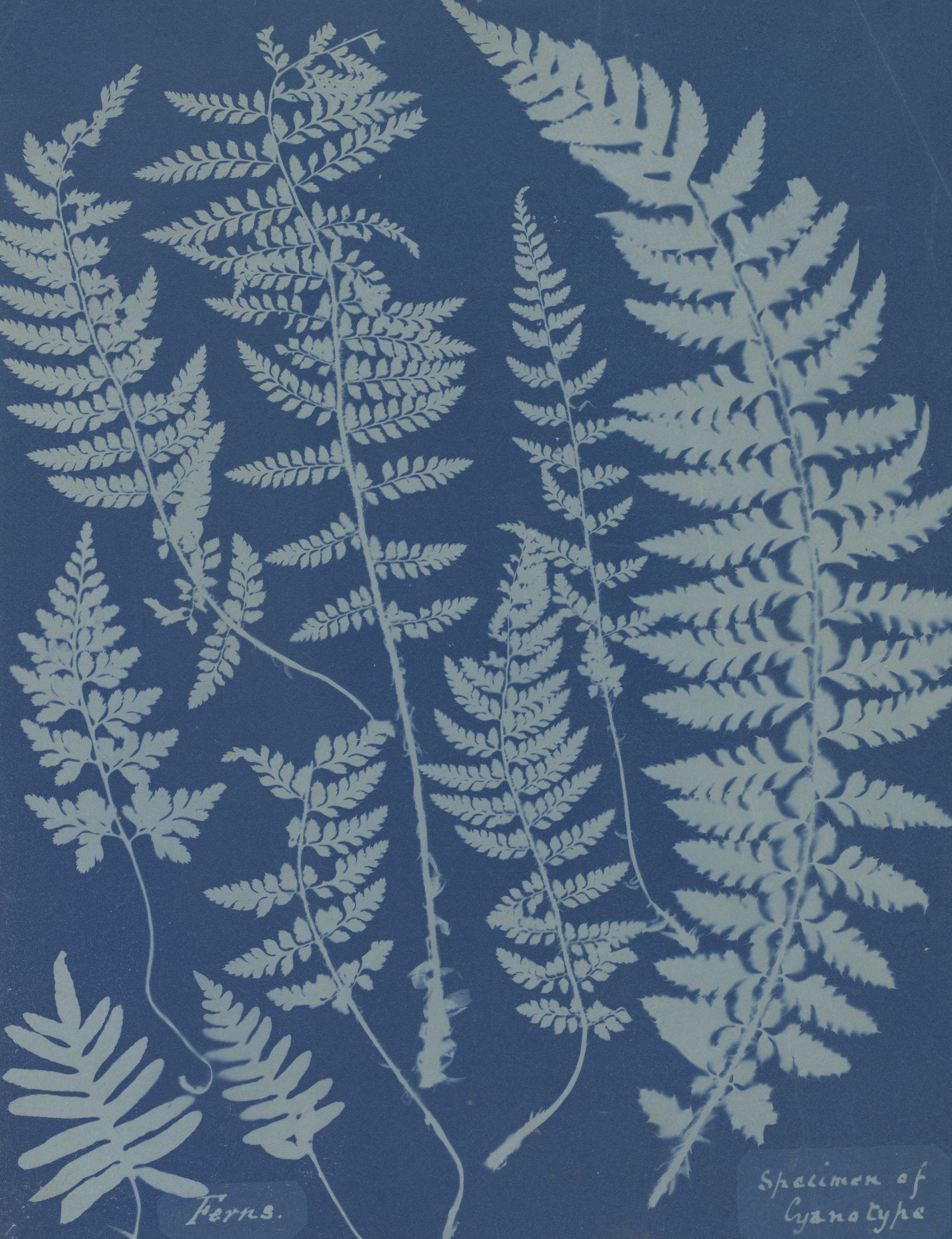 Pale silhouettes of fern fronds laid across a deep blue ground, the plants coming out white and the ground blue as a cyanotype prints them
