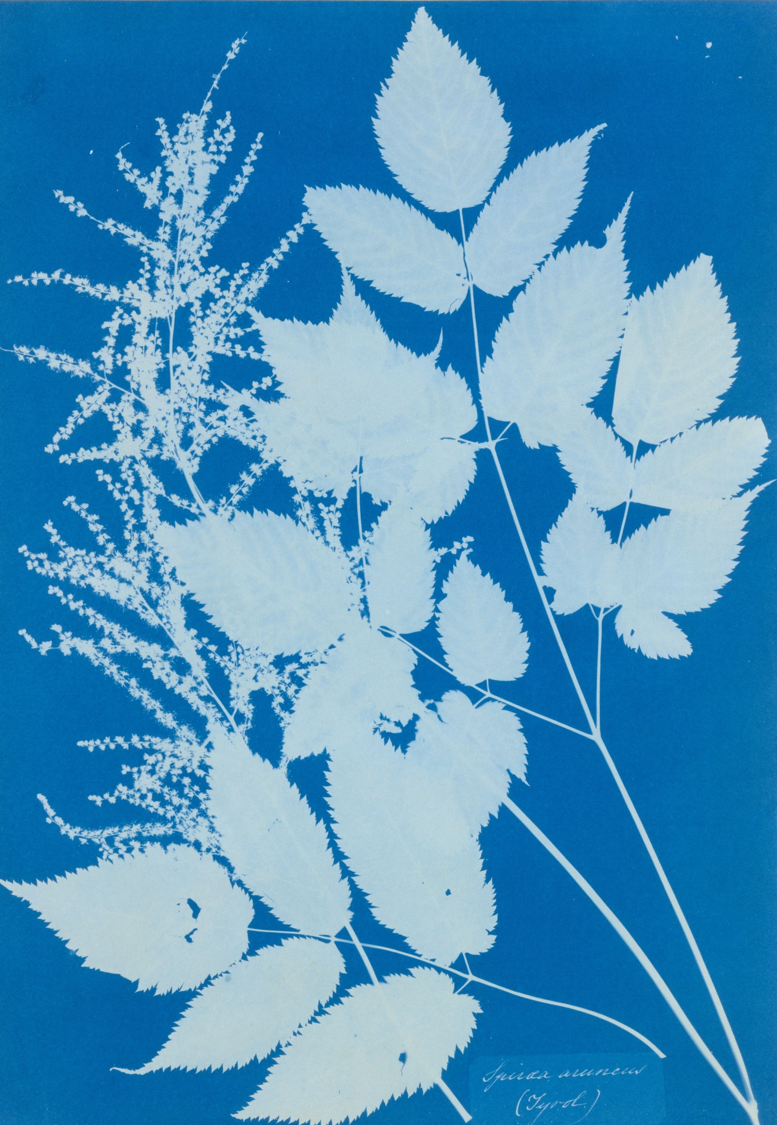 White silhouettes of a flowering shrub - toothed leaves and fine plumes of blossom - standing against a strong blue cyanotype ground