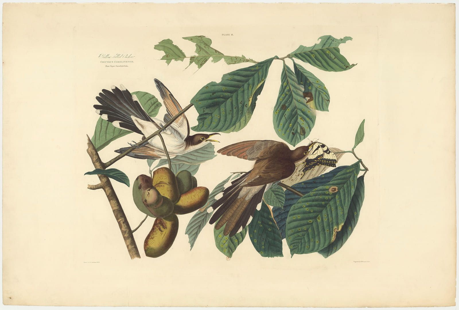 Two long-tailed birds among broad green leaves and yellow fruit, one reaching upward along a branch