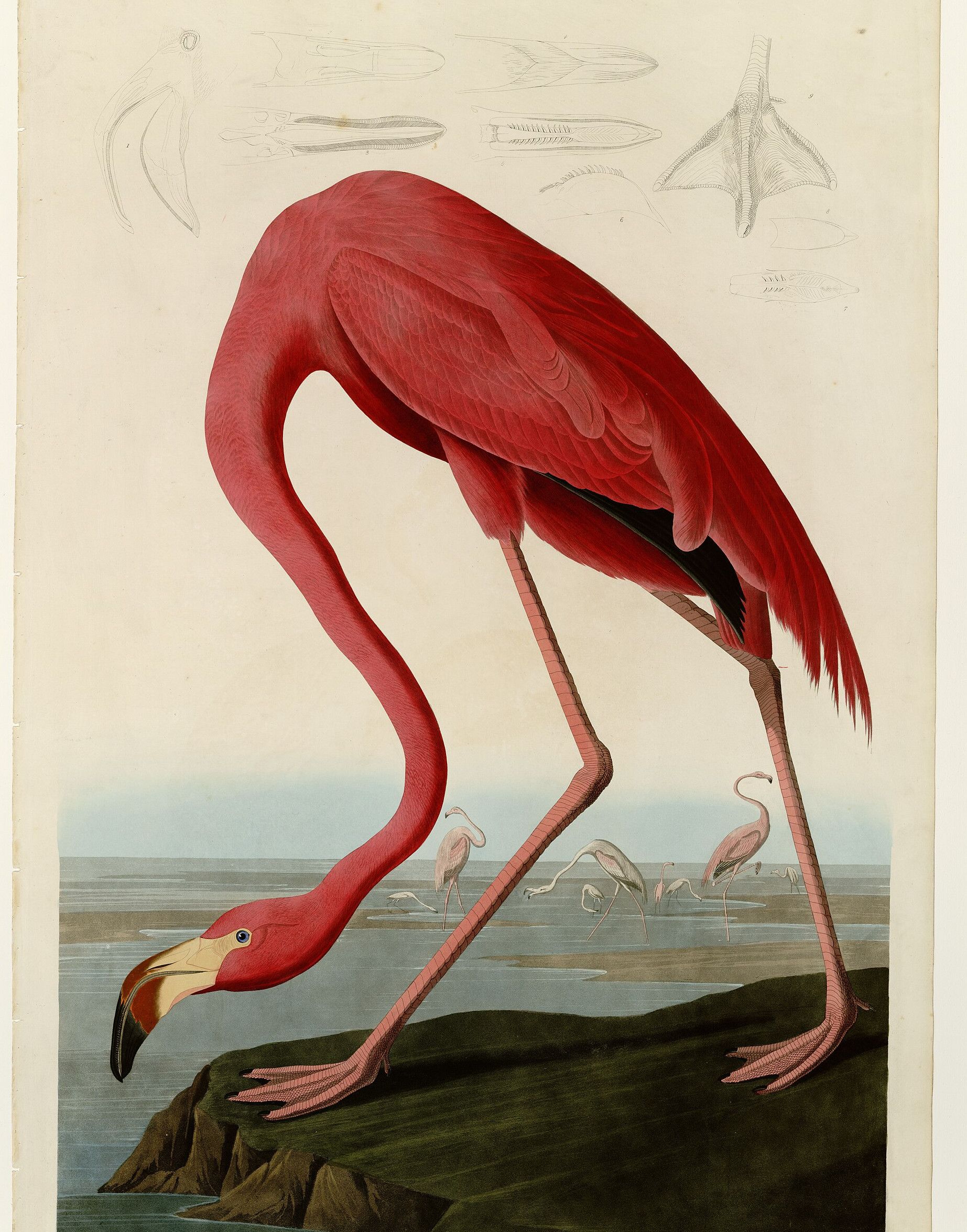 A scarlet flamingo bent right down to the water so its head reaches the bottom edge, filling the sheet, with small pale flamingos wading far behind