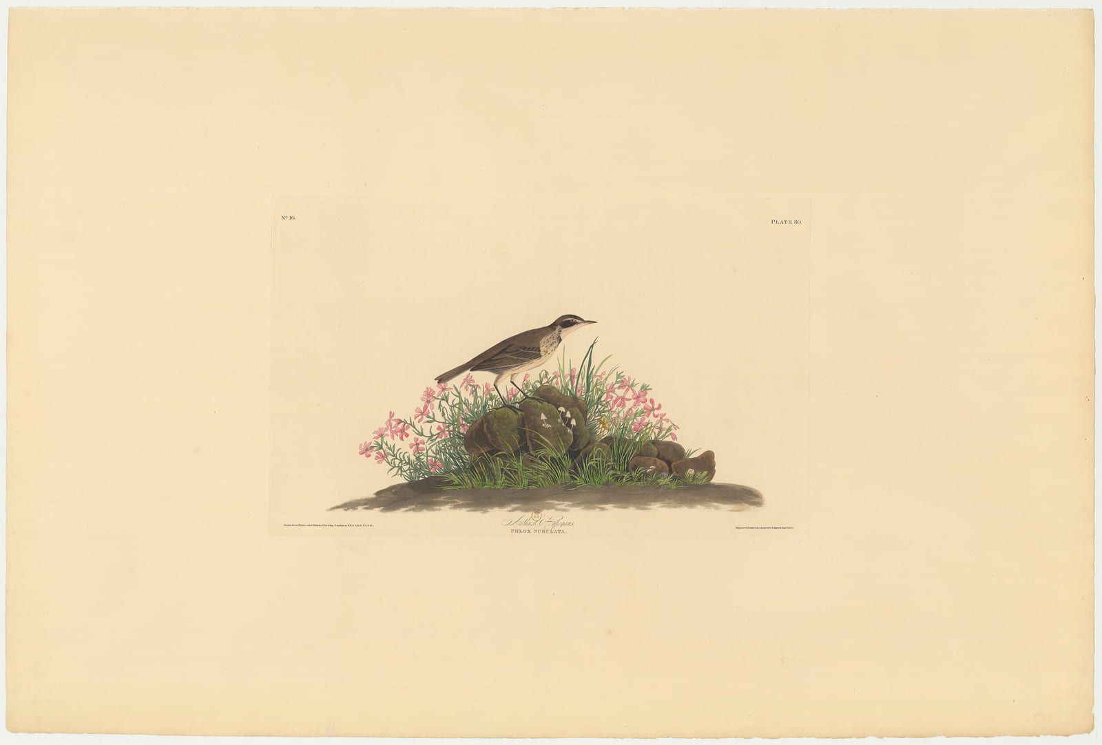 A small streaked bird standing on a low mound of grass and flowers, drawn against an empty cream ground