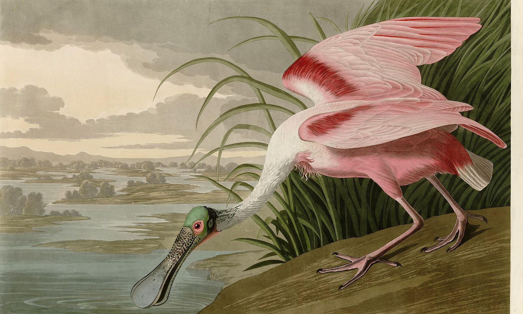 A pink spoonbill on a bank with its wings half open, dipping its flat grey bill into the shallows, a wide river and low cloud behind