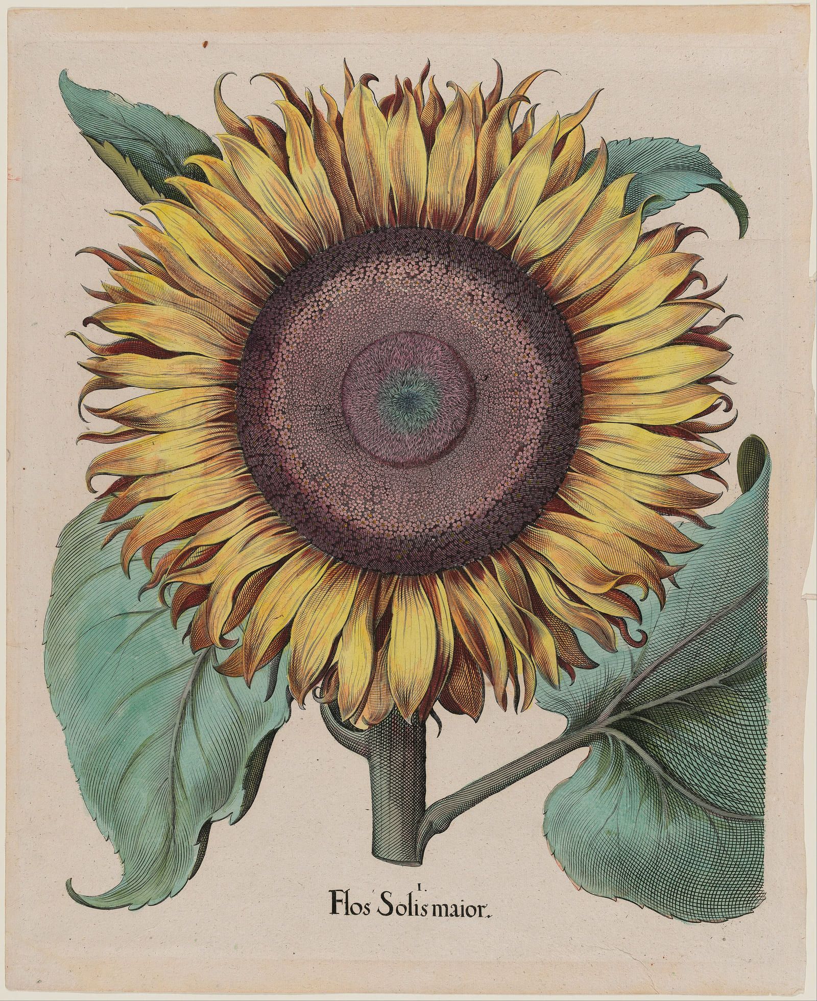 A single sunflower head shown face on with broad leaves below, engraved and hand coloured on a pale ground