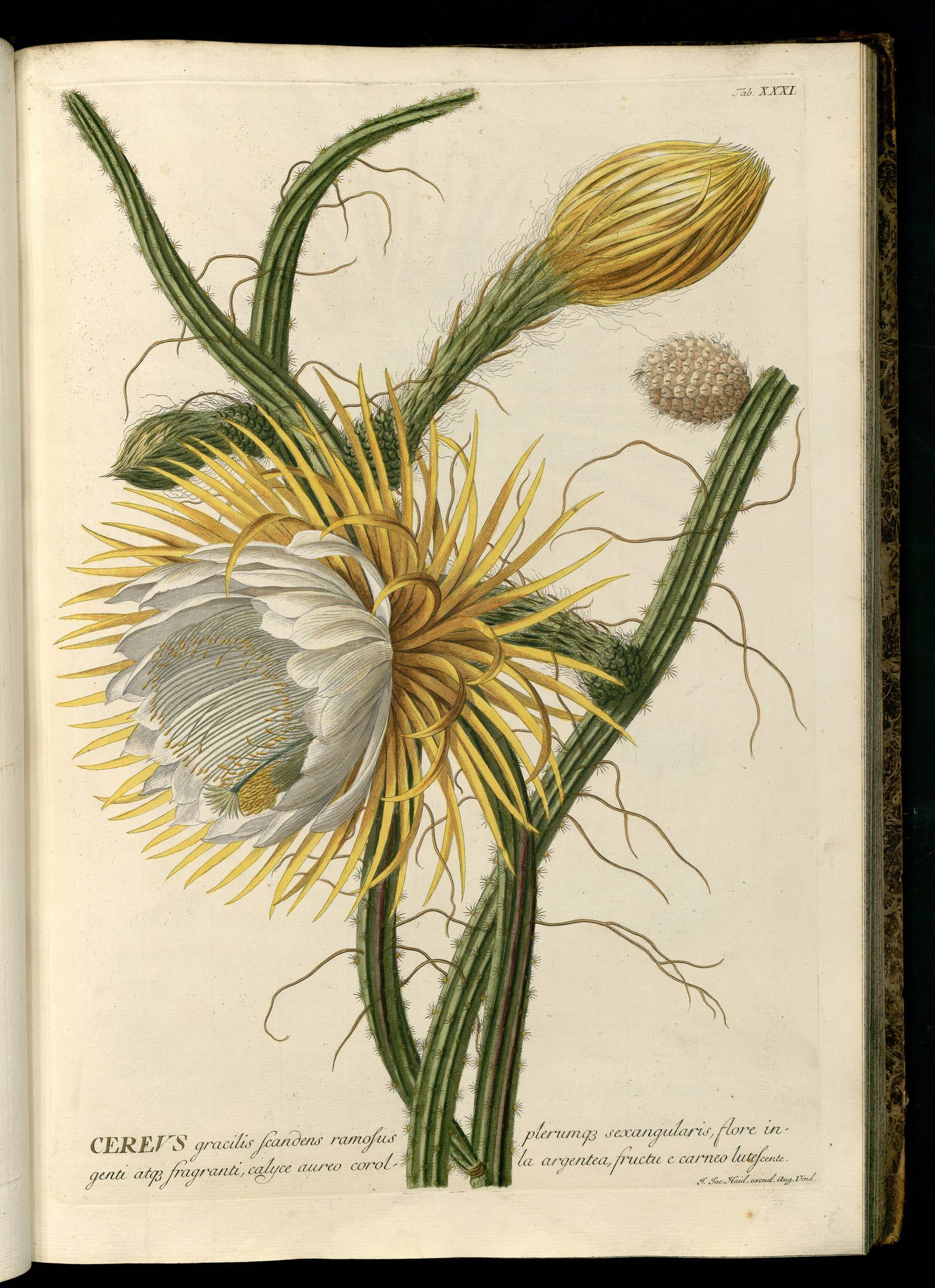 A cactus in flower with a wide white bloom and long green stems, drawn across an open page of a bound volume