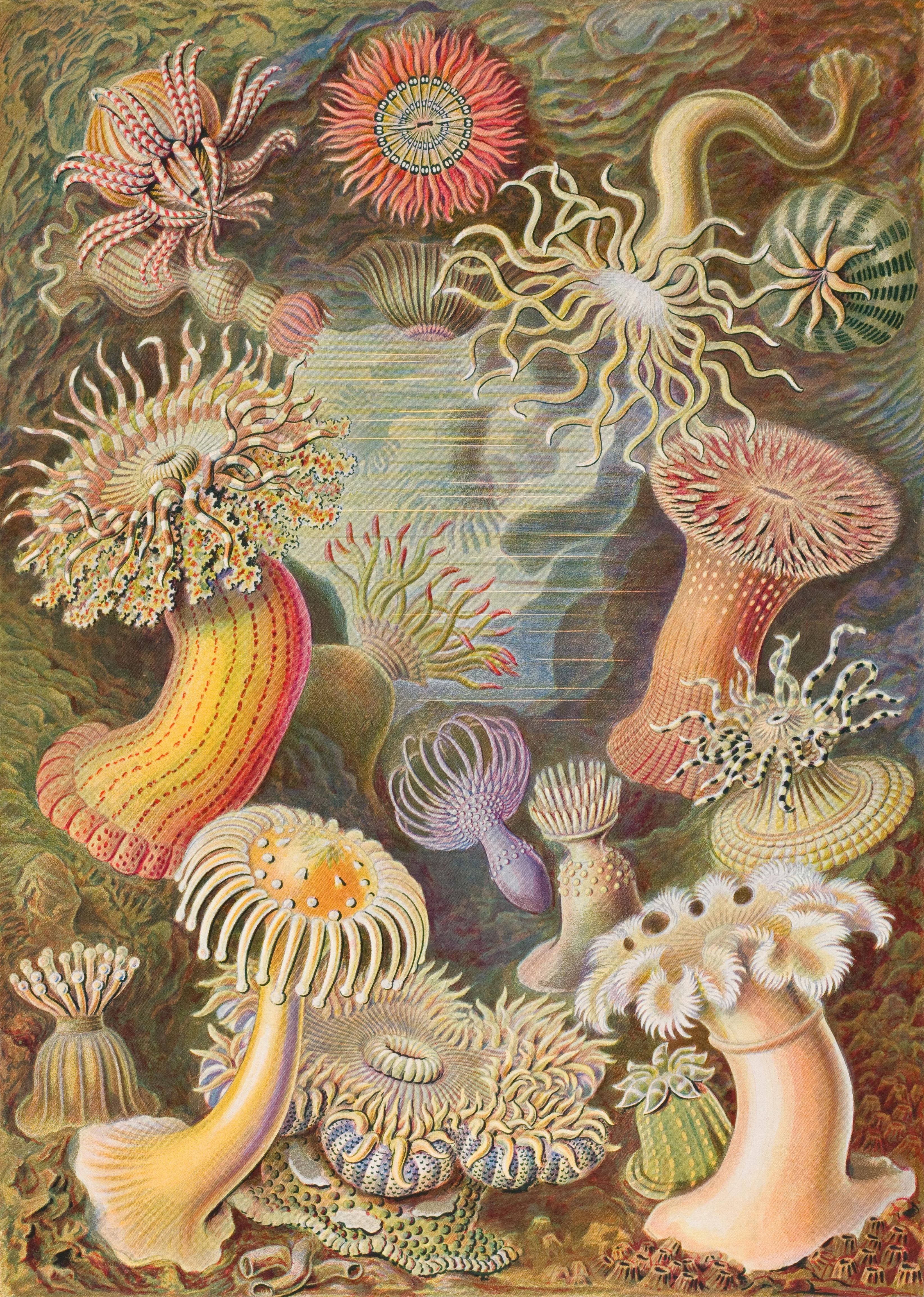 A dense lithographed cluster of sea anemones in pinks, ochres, corals and greens against a dark ground