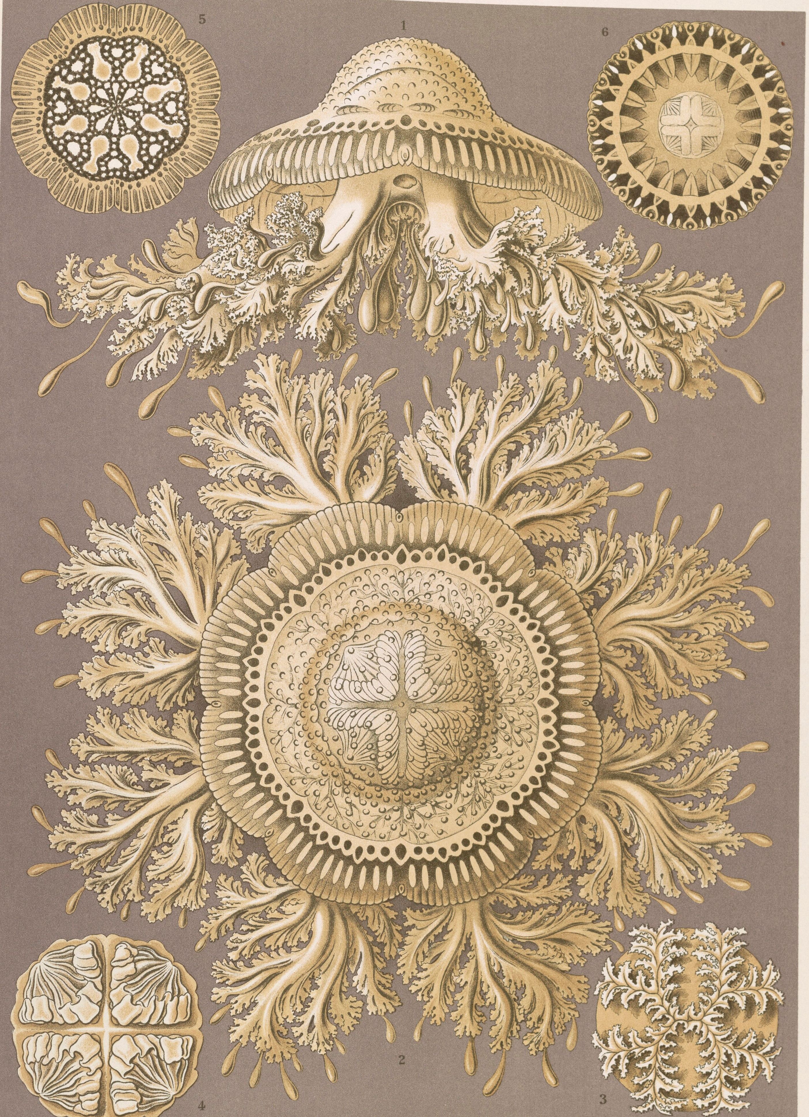 Cream and gold jellyfish on a warm grey ground, a large ringed medusa at the centre trailing fringed arms, with smaller roundels set at the corners