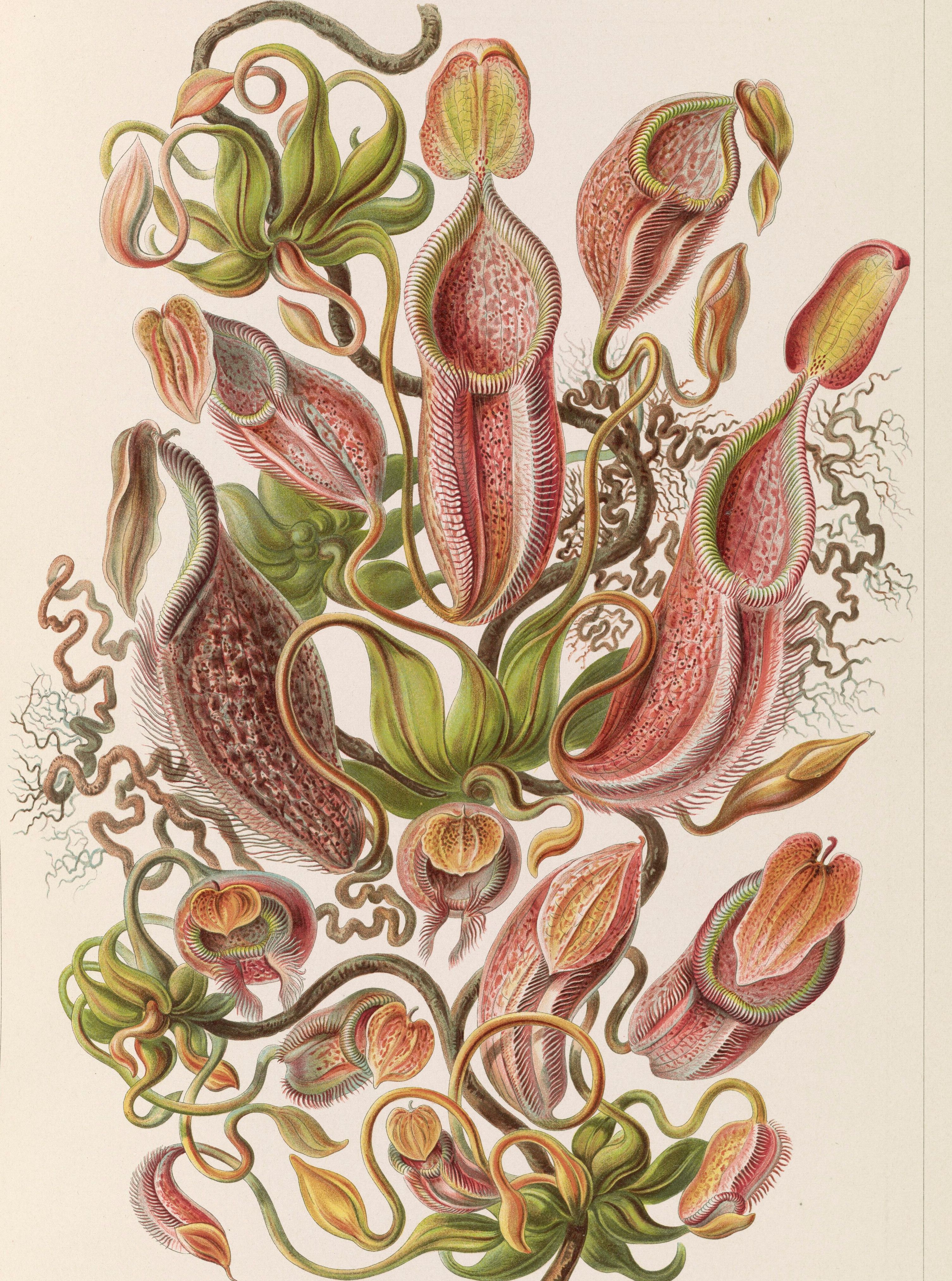 Pitcher plants in rose, coral and green, their speckled traps hanging from curling tendrils, drawn on a plain cream ground