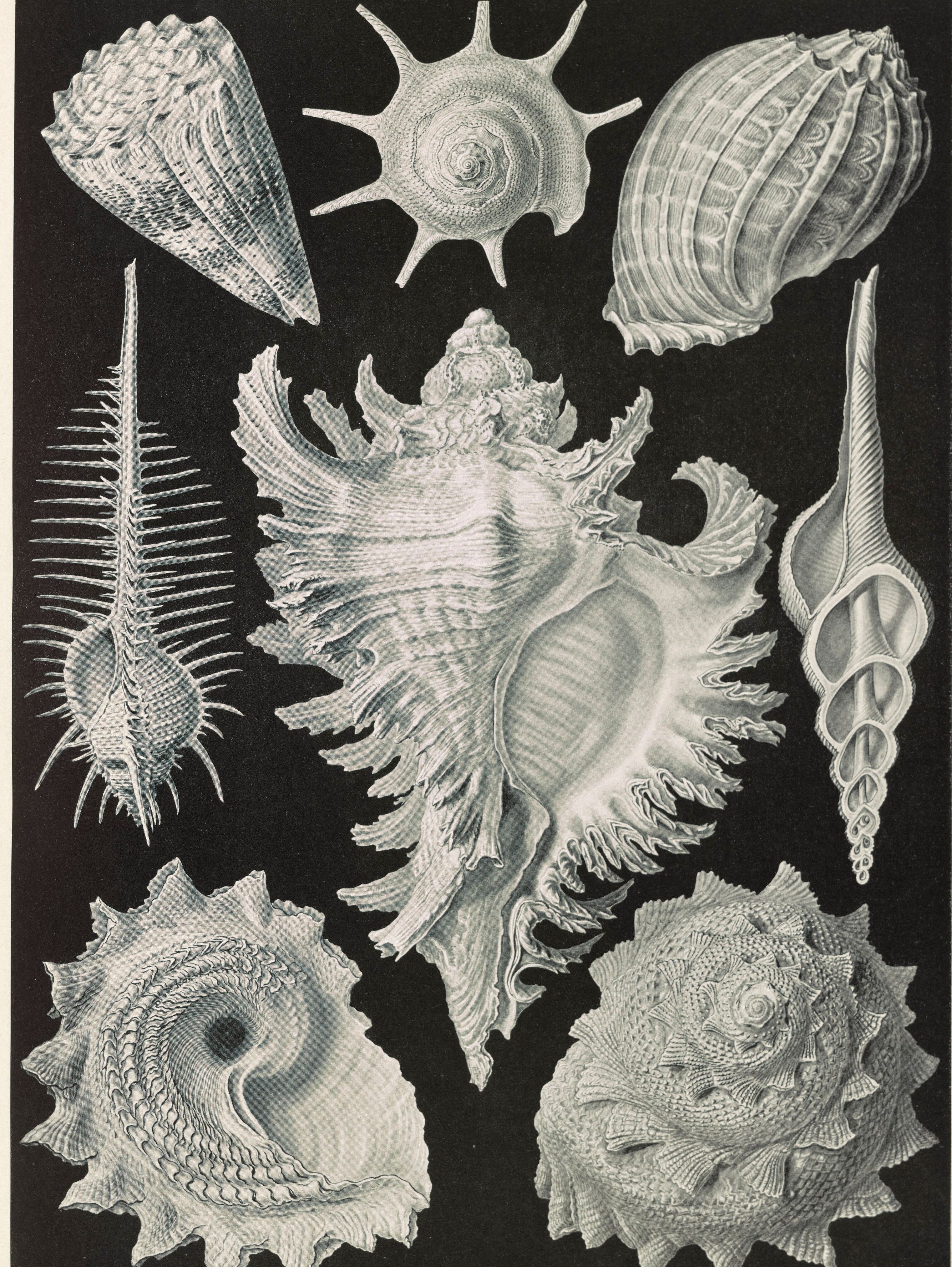 Spined and fluted shells drawn in white and pale green on a black ground, one large murex at the centre with six smaller shells around it