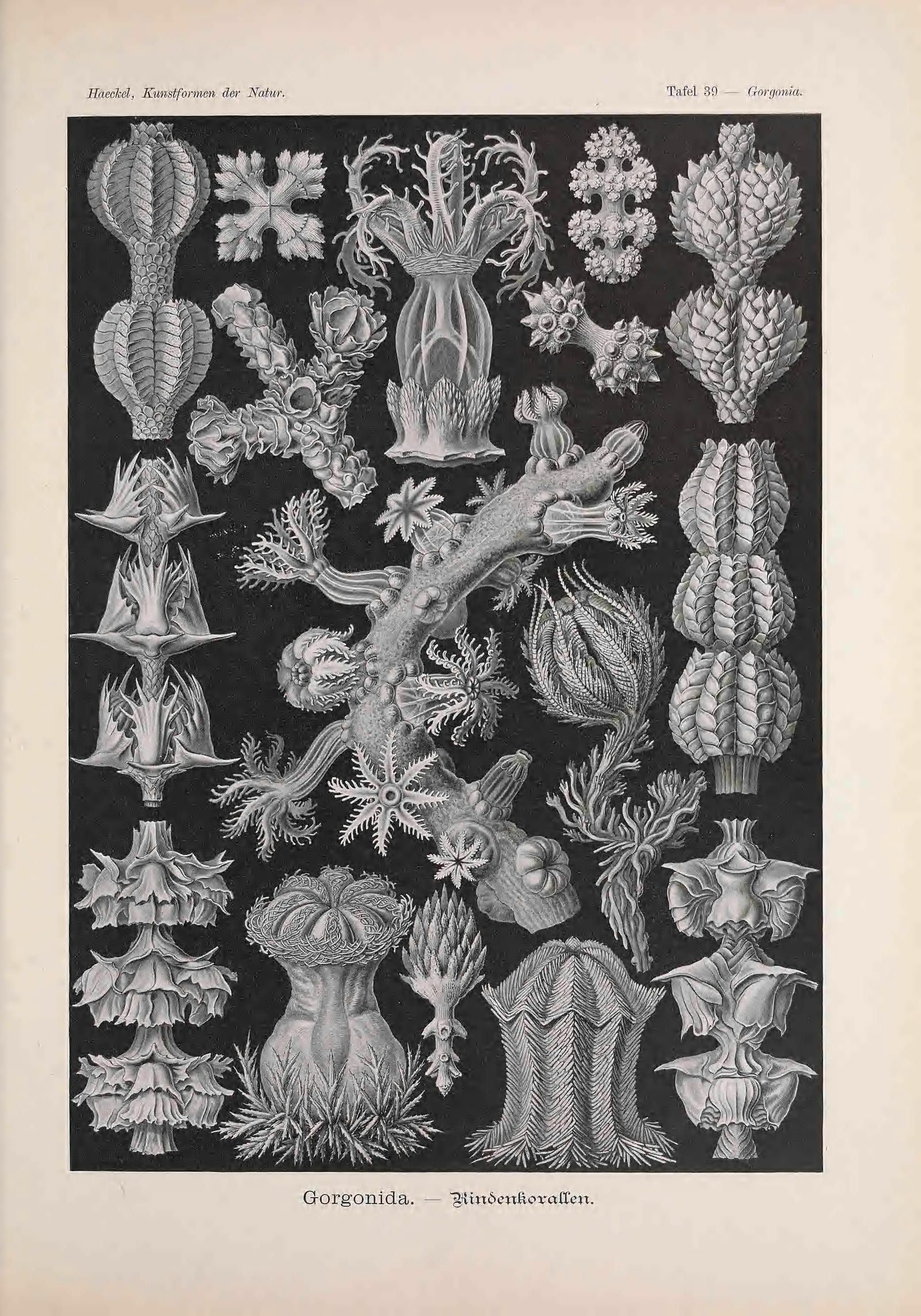 Branching coral forms drawn in fine white line on a black ground and set out in even rows across the plate