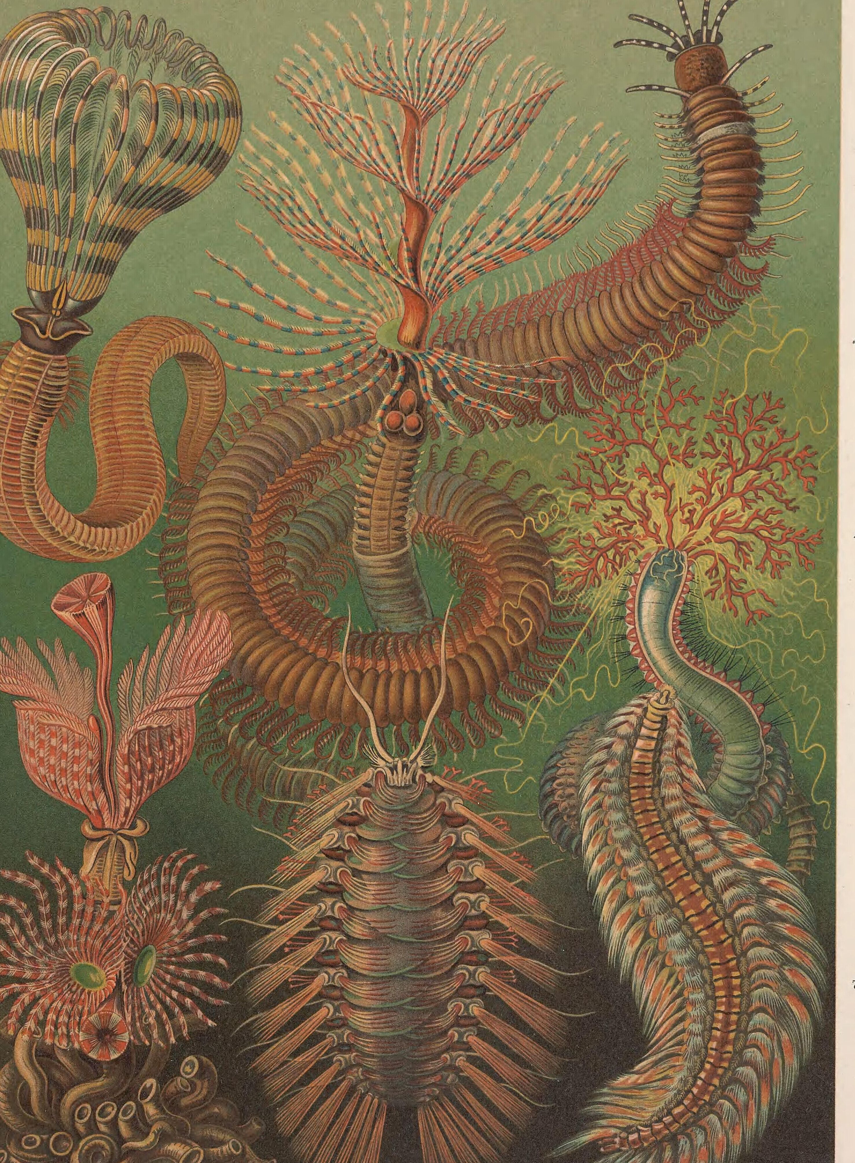 Marine bristle worms coiled and fanned across an olive ground, their segments drawn in copper and rose