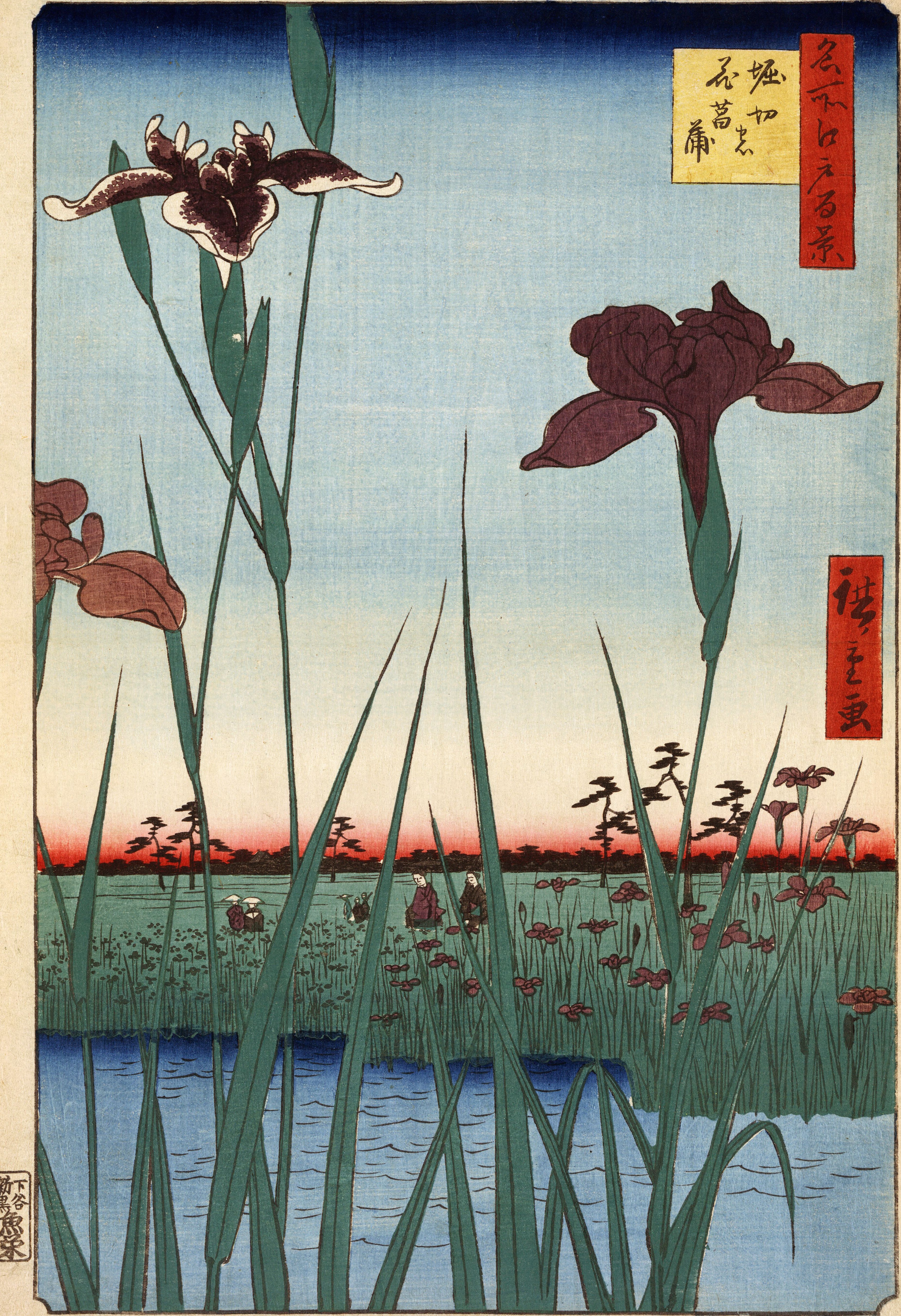 Three tall irises standing right at the front of the picture, one deep purple and one nearly black, with a low field of iris beds and small visitors far behind