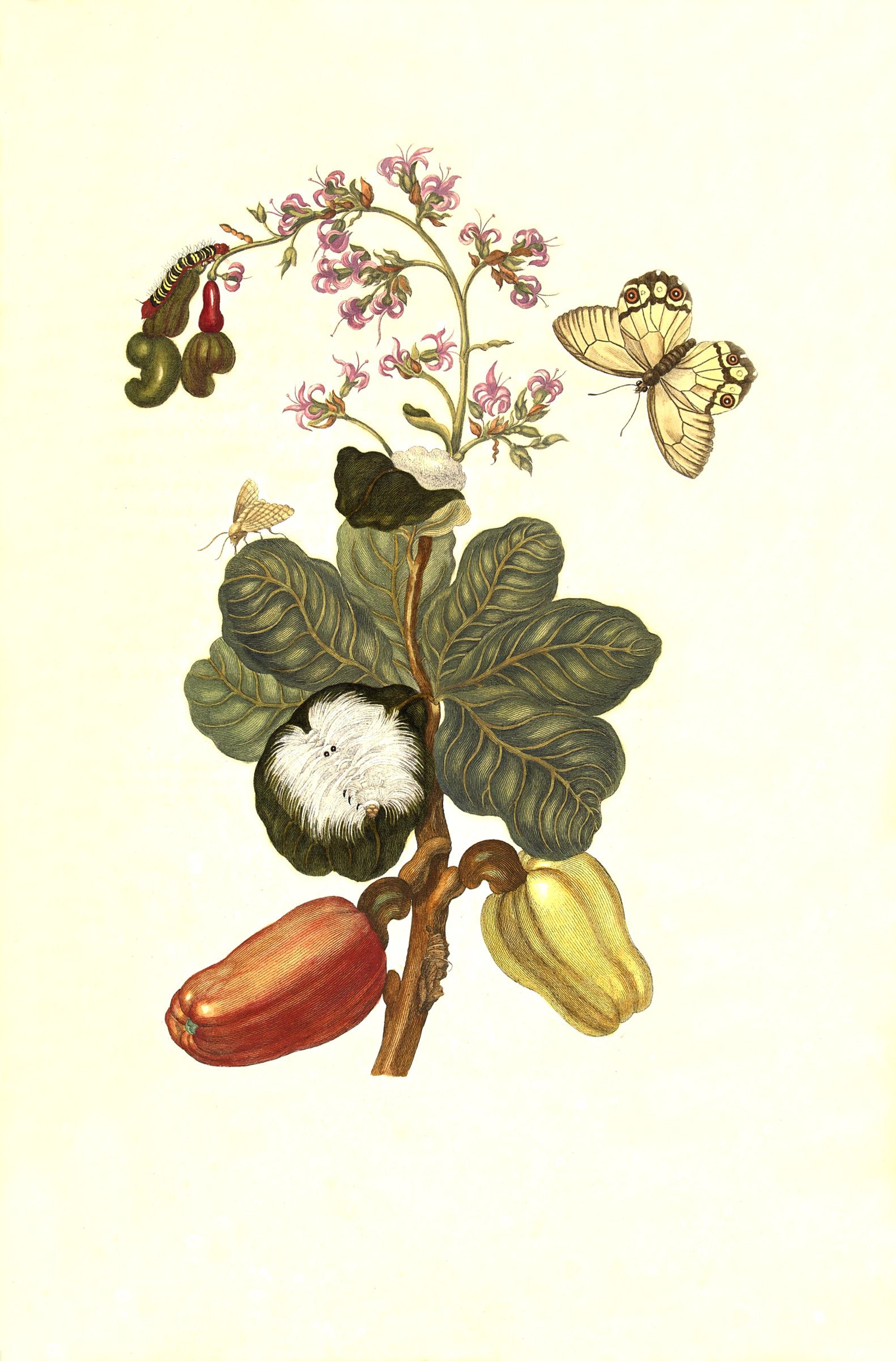 A cashew branch with broad leaves, a red and a yellow fruit hanging below and a spray of pink blossom above, moths and a cocoon among them