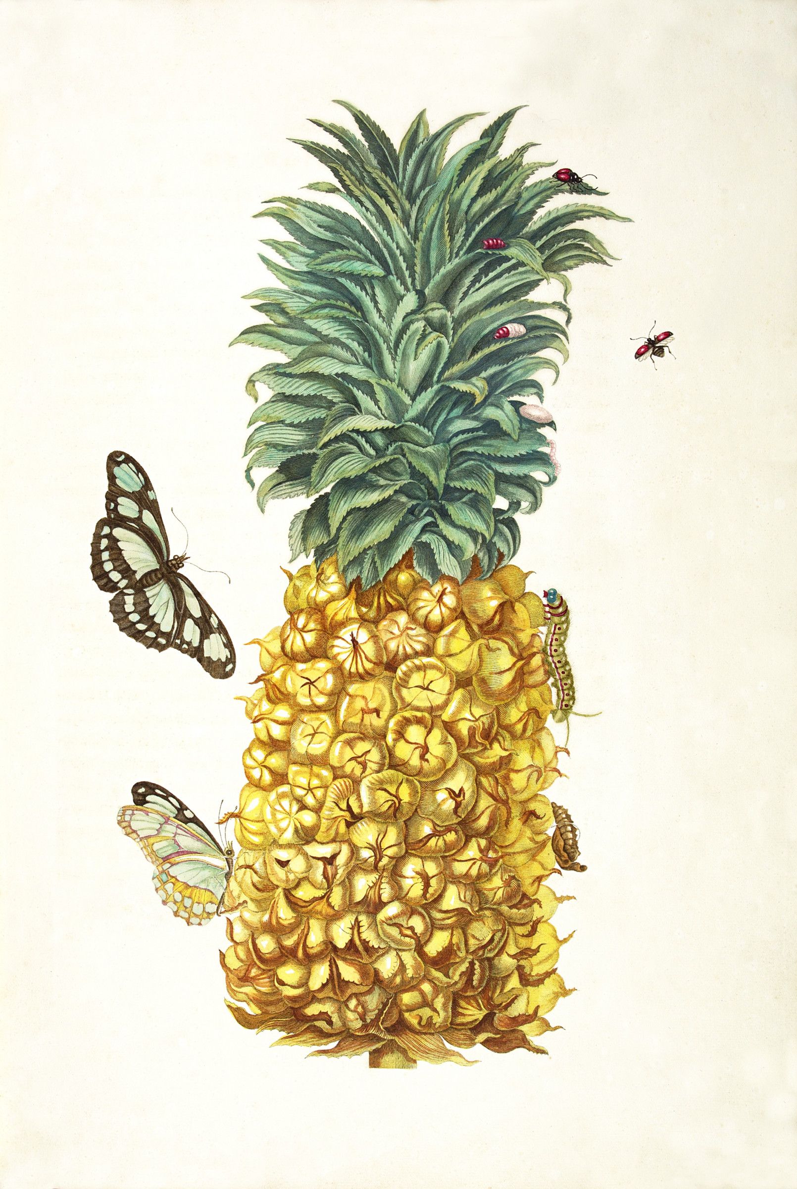 A ripe pineapple standing upright with its crown of grey-green leaves, butterflies and a beetle placed around it on bare paper