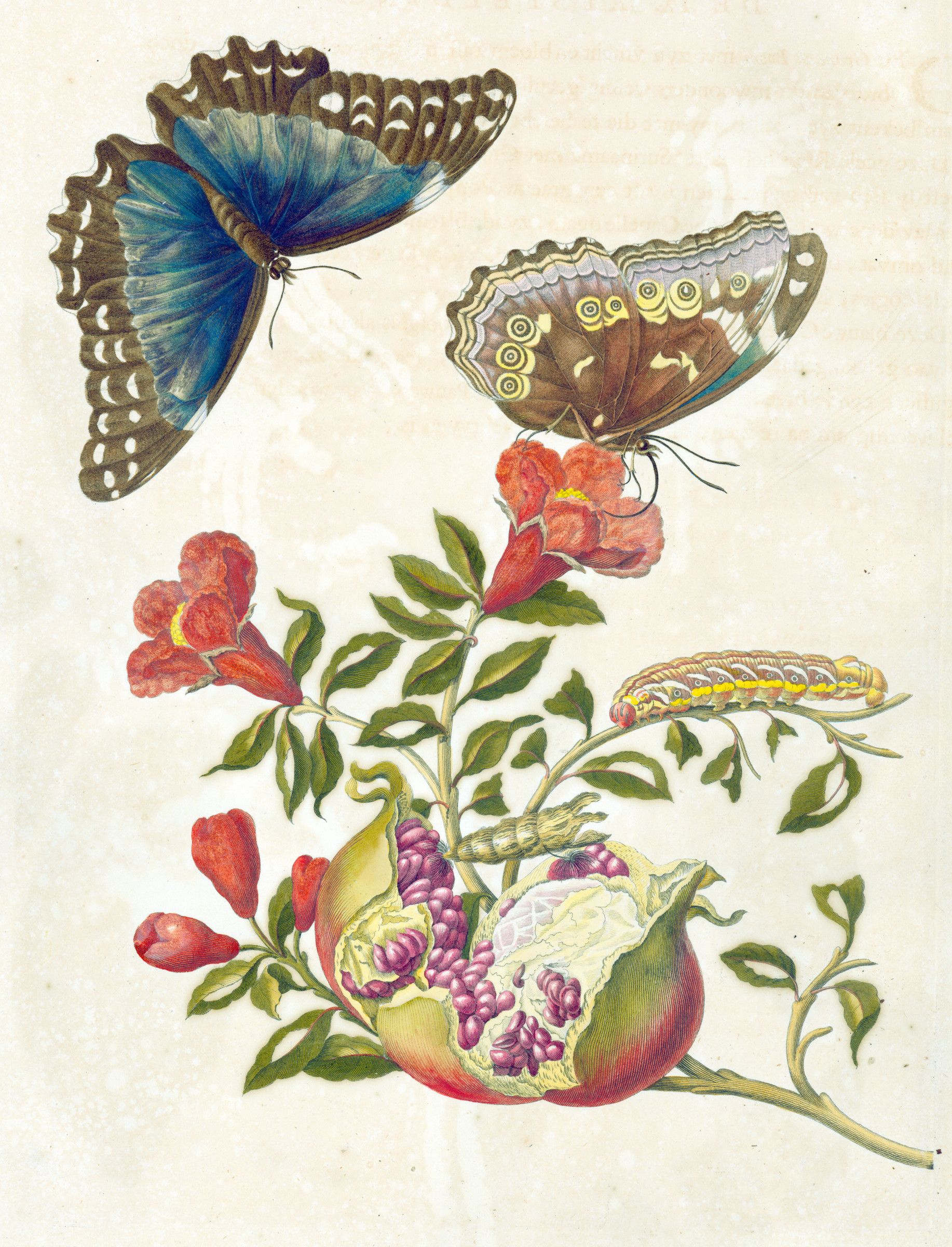 A split pomegranate showing its seeds on a branch of red trumpet flowers, two large butterflies above with brilliant blue upper wings