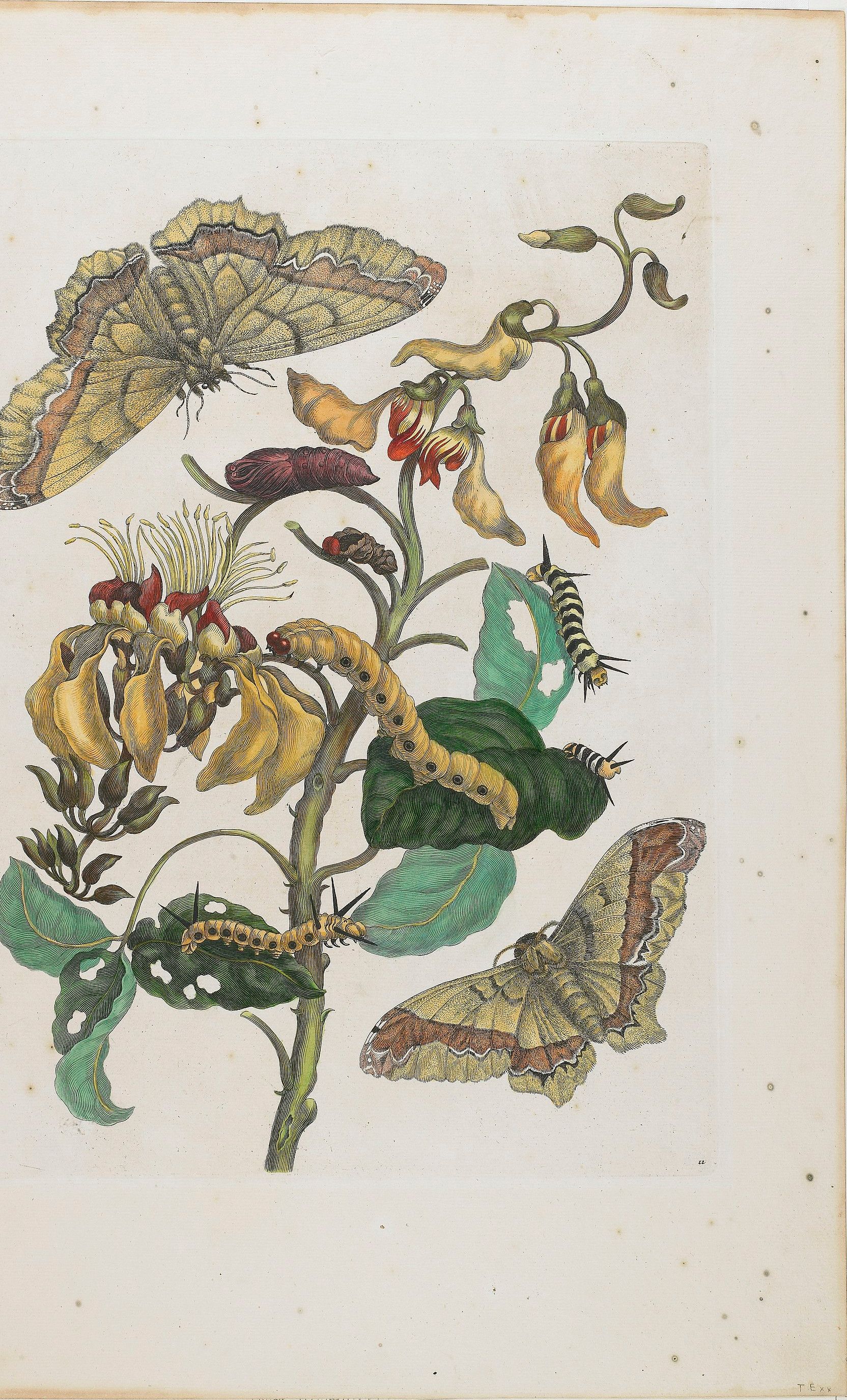 A stem of yellow hooded flowers and hanging seed pods with pale green moths above and below it, and striped caterpillars feeding on the leaves