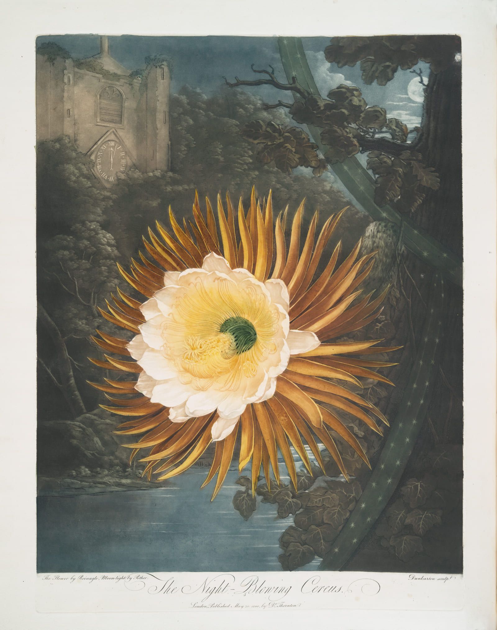 A white and orange cactus flower open against a night sky, with a church tower and moonlit water behind it