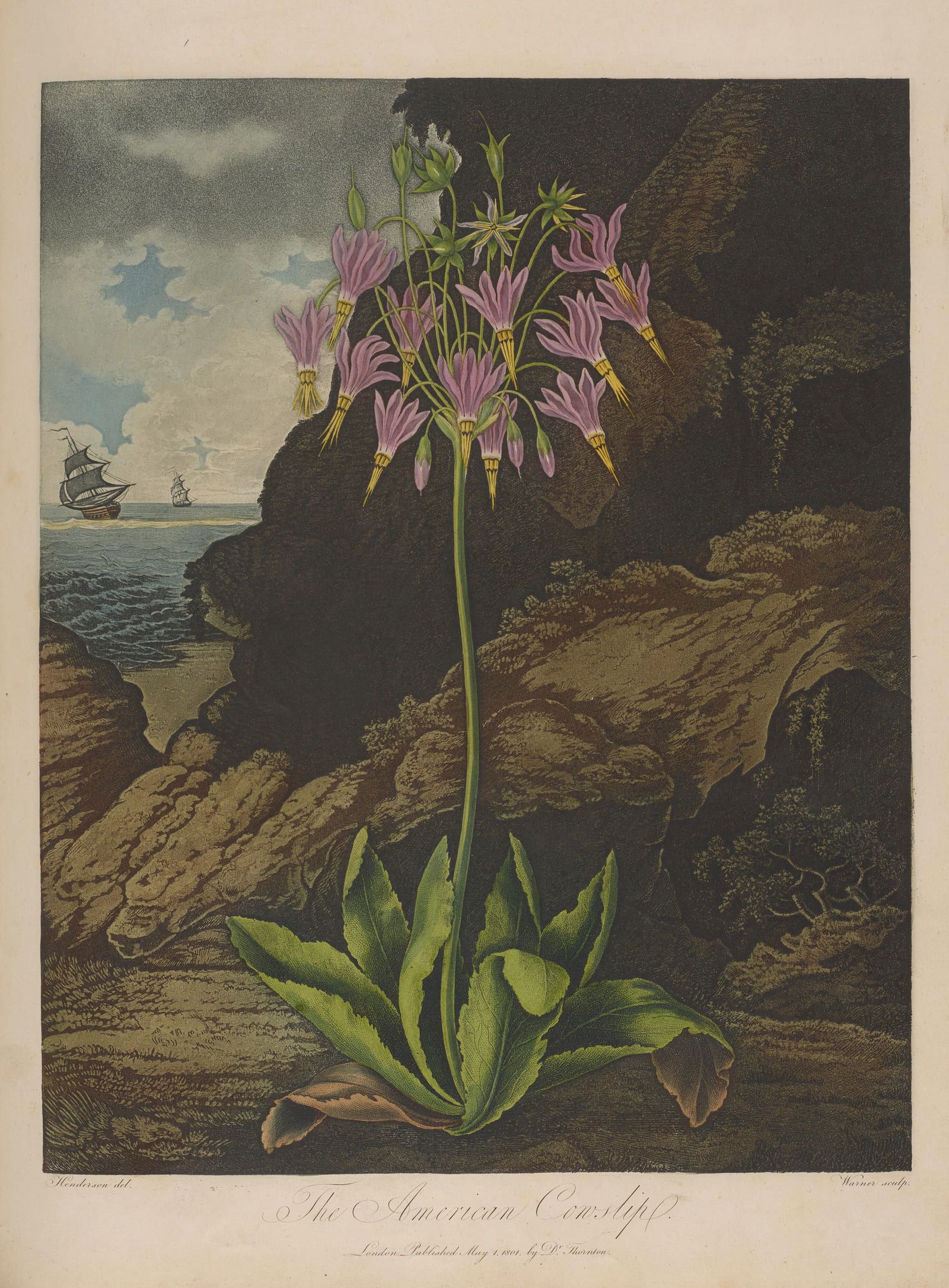A cluster of pink swept-back flowers on a tall stem, growing from dark rocks above a shore with a ship offshore