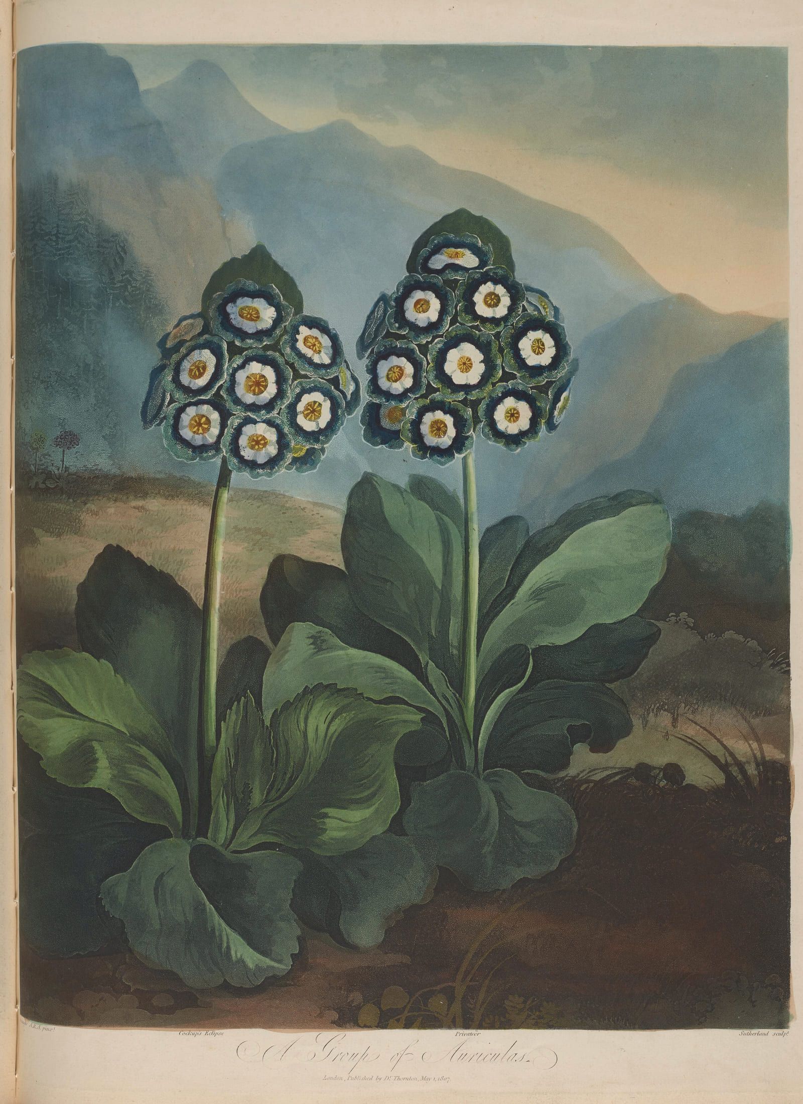 Rosettes of dark auricula flowers with pale centres above thick grey-green leaves, set against distant hills