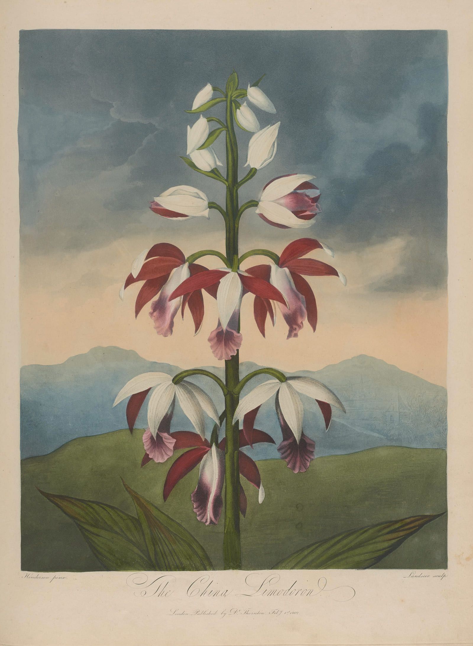 A spike of white orchid flowers streaked with crimson, standing against a pale sky above low green hills
