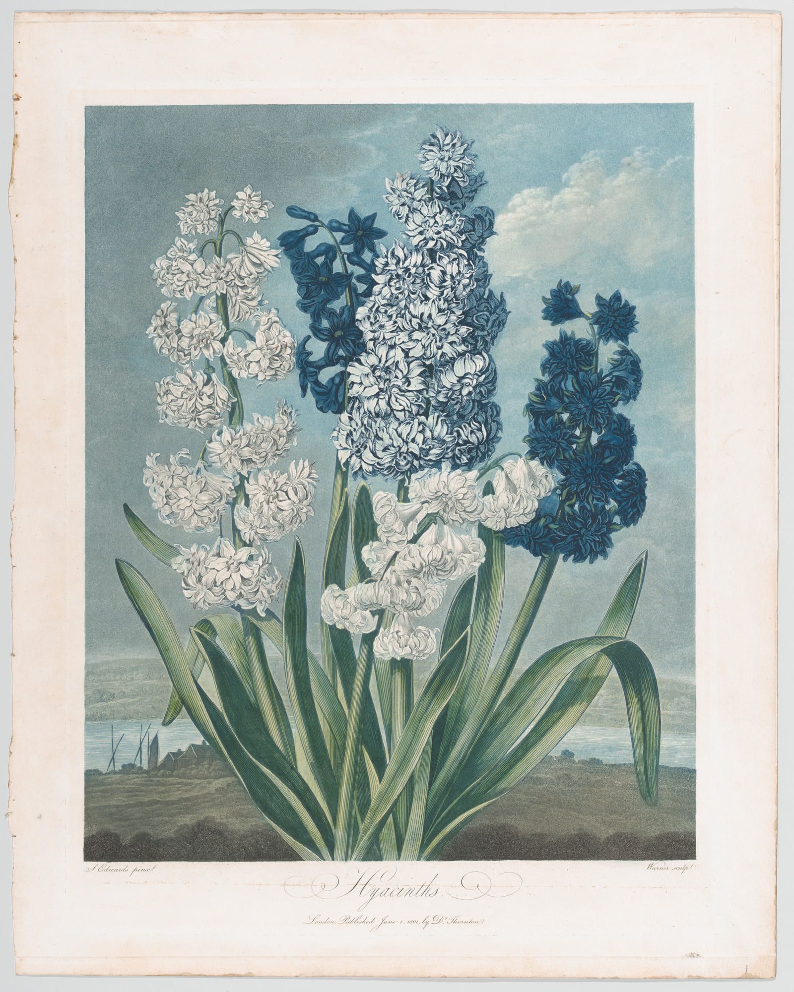 White and deep blue hyacinth spikes rising together against a pale sky with low cloud behind them