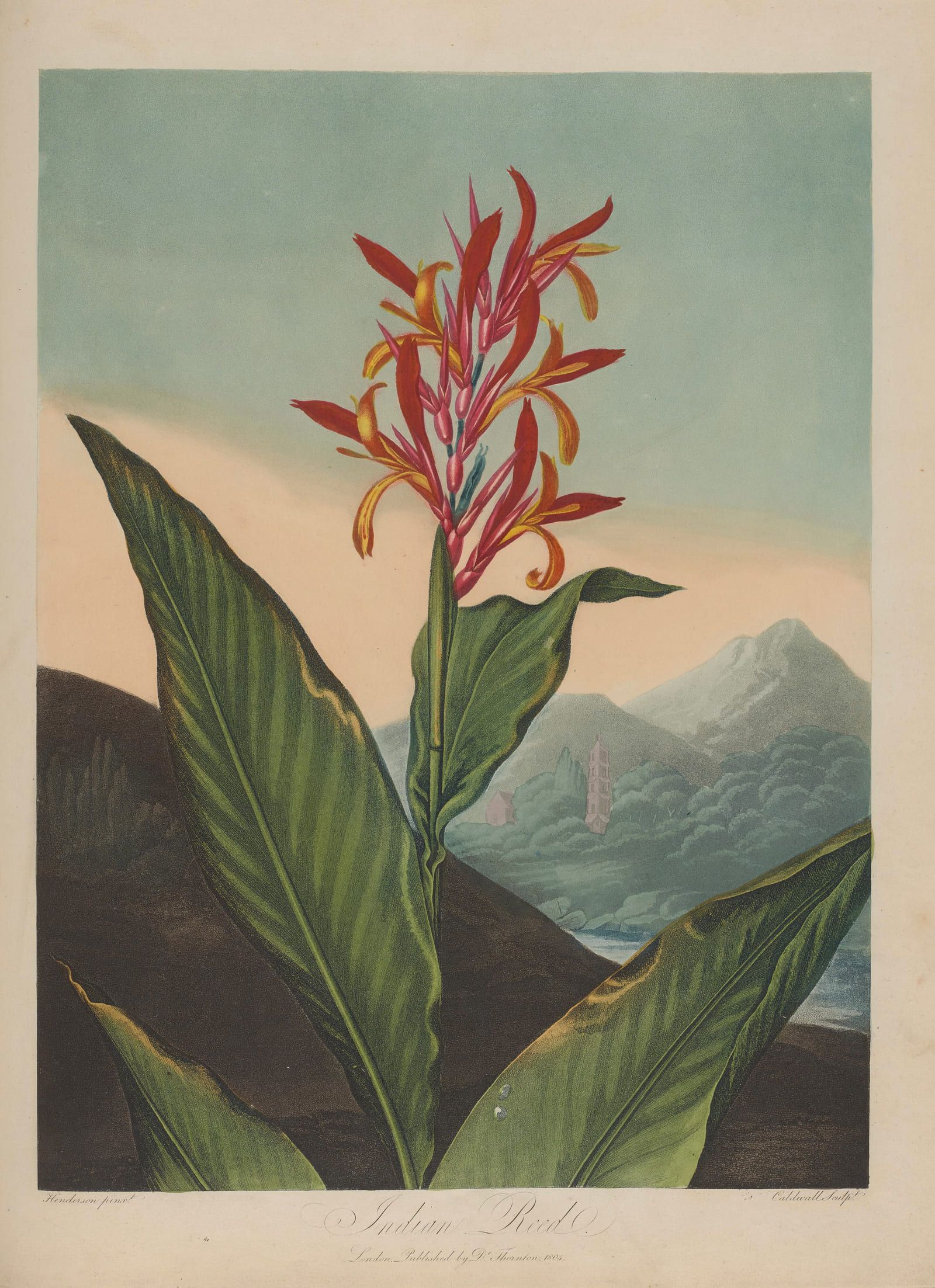 A tall reed with scarlet flowers and long strap leaves, rising against an open sky over water