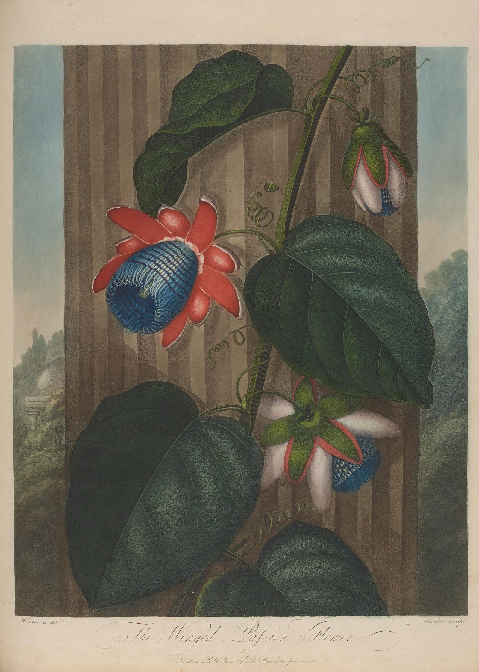 A passion flower with fringed crimson filaments and trailing tendrils, shown against a dim landscape