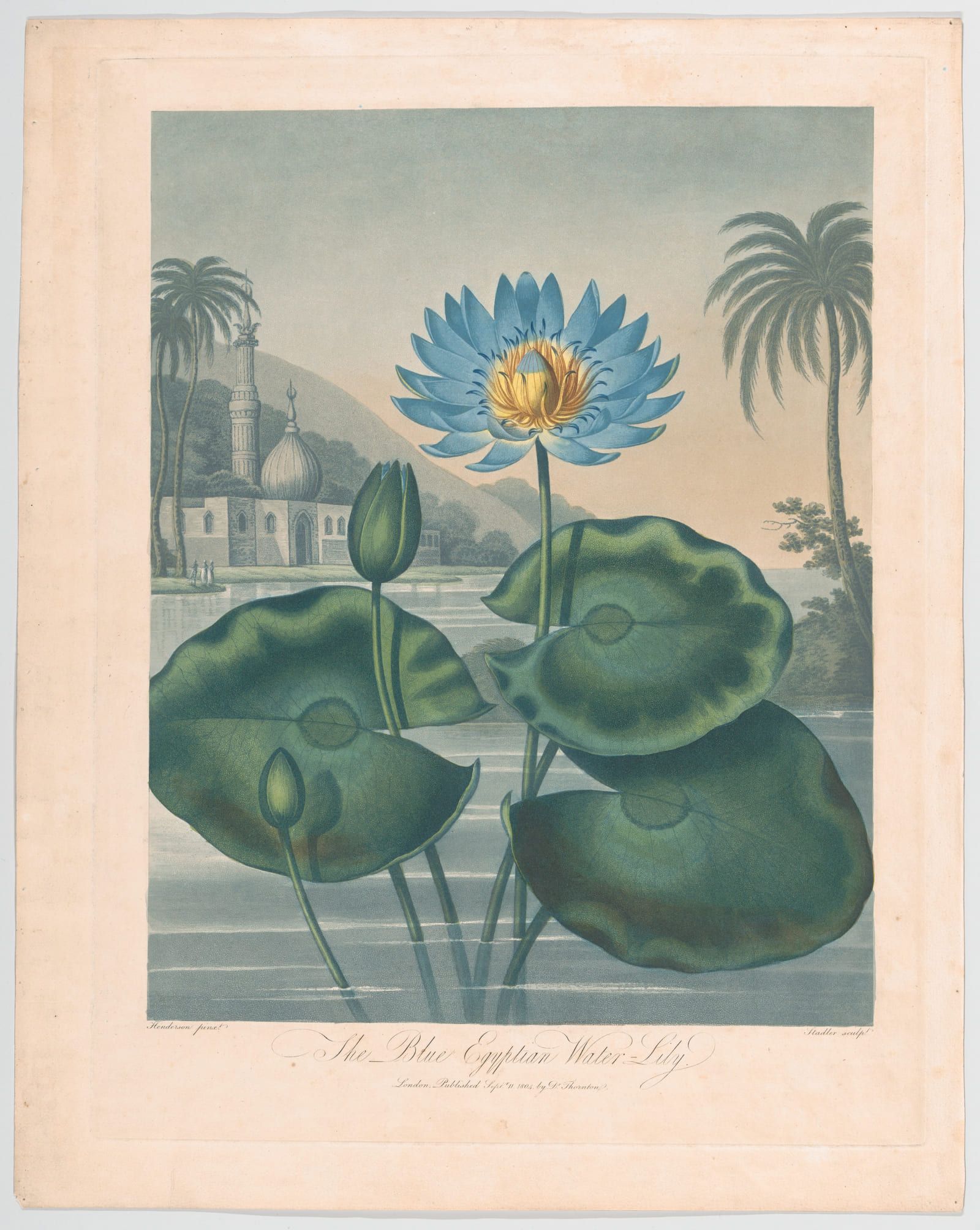 A blue water lily and its flat round leaves on still water, with palms and a distant building beyond