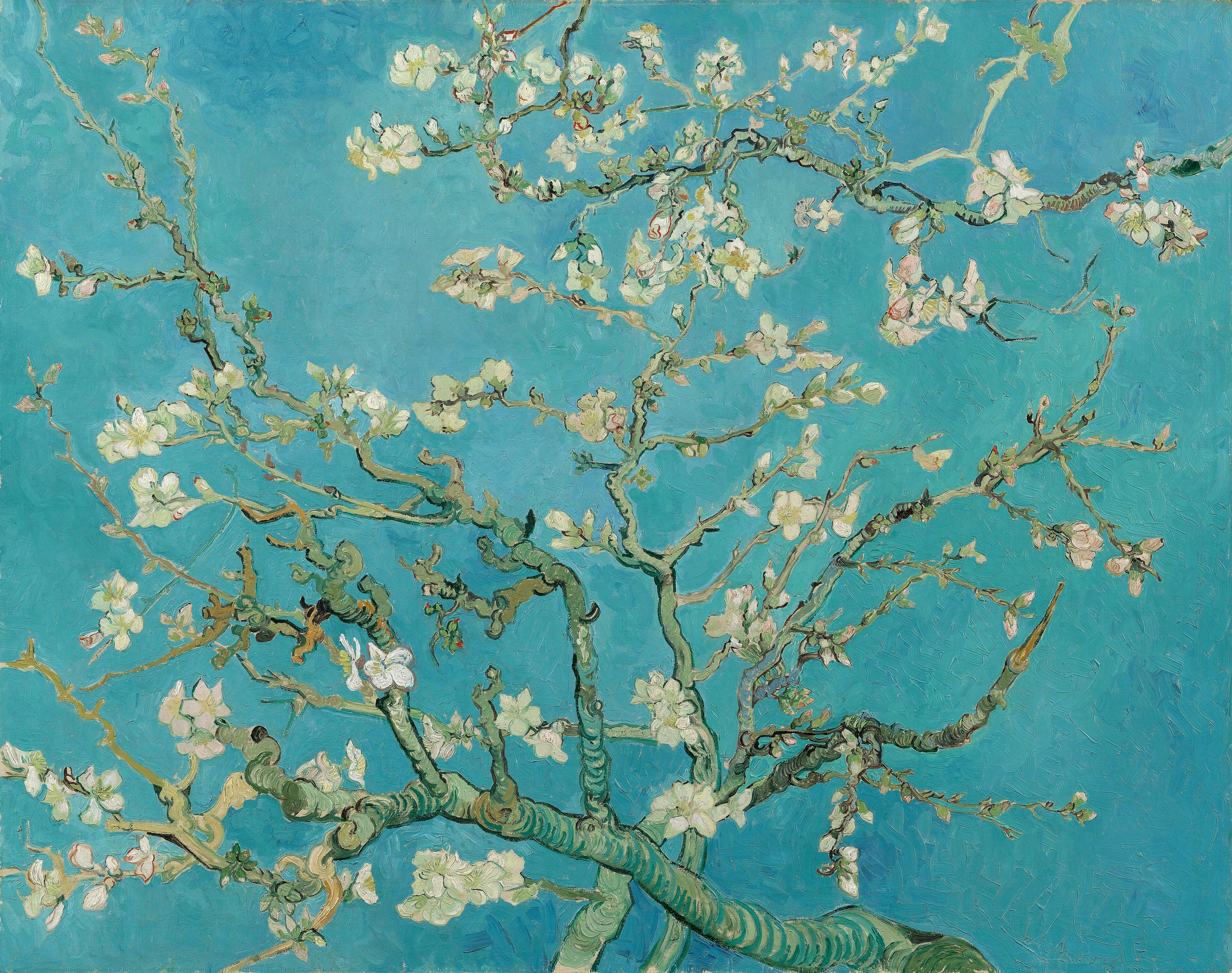 White almond blossom on dark twisting branches against a flat turquoise sky