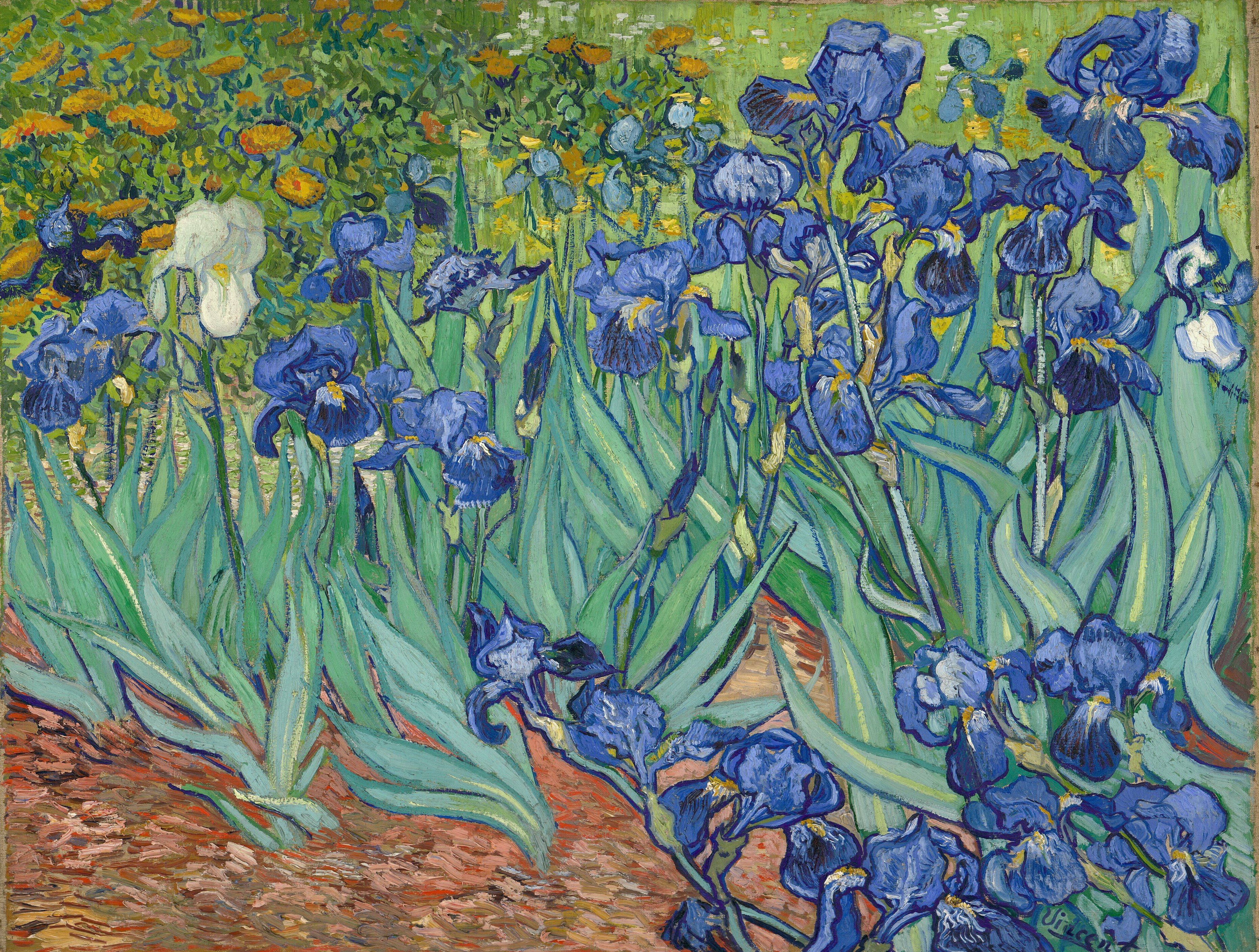 Blue-violet irises crowd a bed of red earth, one white bloom standing apart at the left
